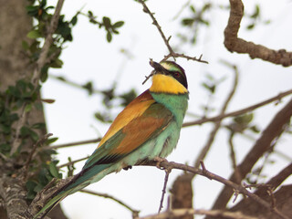 European bee-eater ( Merops apiaster ) is sitting on a twig