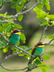 European bee-eater ( Merops apiaster ) is sitting on a twig