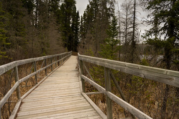 Plakat Old wooden hiking bridge through a boreal forest ends in a dark stand of trees. 