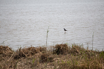 Tiny black bird fishing on a lake pond