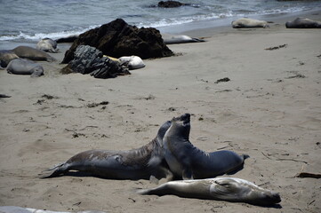Seelöwen am Strand am Pacific Coast Highway, Kalifornien