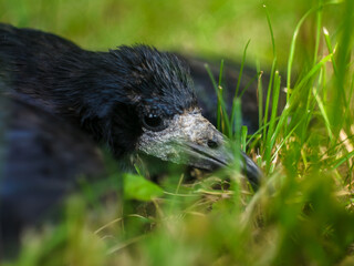 crow lying in the grass