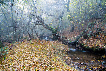 Niebla en otoño en el arroyo de la Dehesa. Sierra Norte. Madrid.  España. Europa.