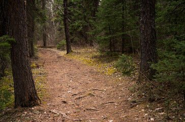 Obraz premium Hiking trail disappears around a corner into a dark forest of spruce and pine trees. 
