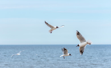 Naklejka premium Black Headed Seagulls Flying at the Beach