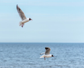 Black Headed Seagulls Flying at the Beach