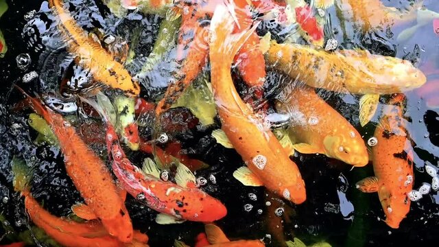 Slow motion of Koi fish or carp fish swimming in pond. It golden red orange and yellow of body koi fish. The surface ripples while the carp fish swim in the pond.