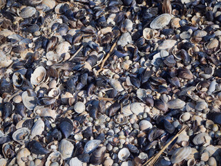 Textured background of seashells top view.  The sea beach is covered with colorful shells. Empty space to insert.