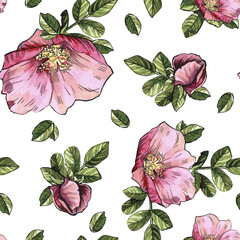 Seamless endless pattern botanical watercolor illustration of rosehip flower and leaf. Vintage elements. Design for textiles, fabrics, packaking, wrapping, wallpapers, home and wedding decoration.
