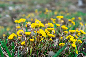 Meadow with spring young yellow flowers mother and stepmother close-up, plant natural background with copy space, Tussilago farfara, Selective focus