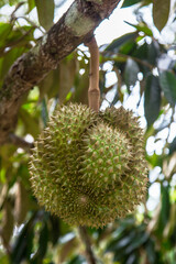 Durians on the durian tree in durian orchard . King of fruit.