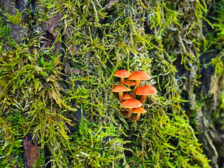 Miniature world of mushroom and moss