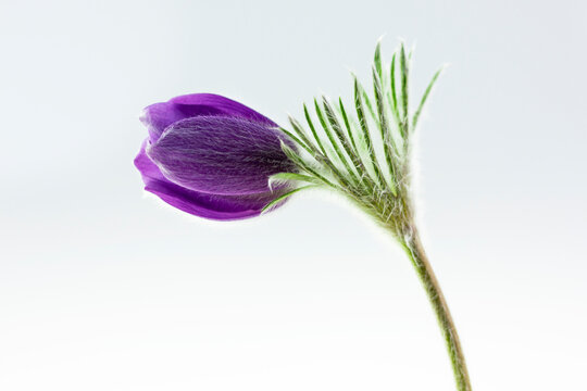 Purple pasque-flower on a white background