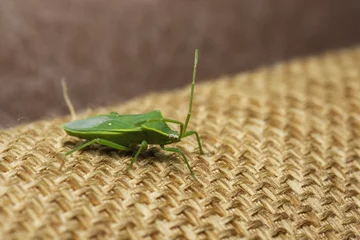 Foto op Canvas Selective focus shot of a green stink bug (chinavia halaris) © Learn Photographics/Wirestock