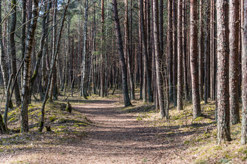 Forest Trail in a Coastal Forest in Latvia