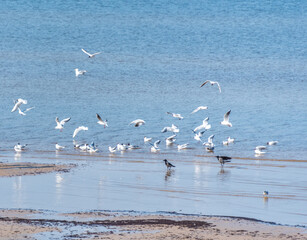Naklejka premium Black Headed Seagulls Flying at the Beach