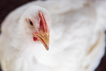 Front view portrait of brightly colored cockerel face. Colorful rooster with a beautiful head close-up.
