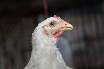Front view portrait of brightly colored cockerel face. Colorful rooster with a beautiful head close-up.