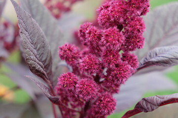 Inflorescence of crimson amaranth plant, close-up. Amaranthus cruentus is a flowering plant species...