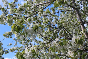 russian nature, flowers, cherries, nature, landscape, trees ,green grass, all the most beautiful things in life.