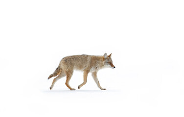 A lone coyote Canis latrans isolated on white background walking and hunting through the snow in Canada - obrazy, fototapety, plakaty