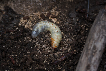 Mountain pine or bark beetle larva, close up. Parasite destroying trees and furniture.