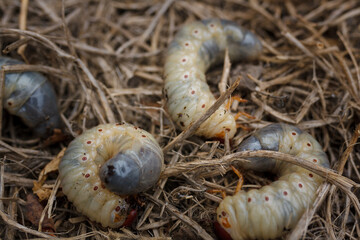 Mountain pine or bark beetle larvae, close up. Parasite destroying trees and furniture.