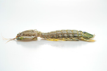 fresh mantis shrimp on white background