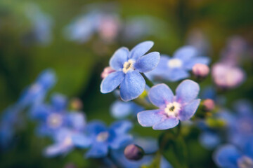 Blue forget-me-not flower in sunny spring garden
