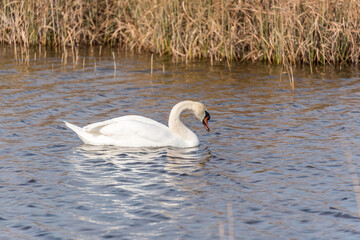 Swan in a Wetland Lake Swimming