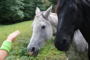 Chevaux