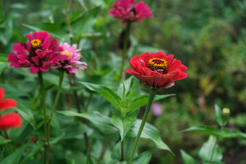 Obraz premium Fleurs