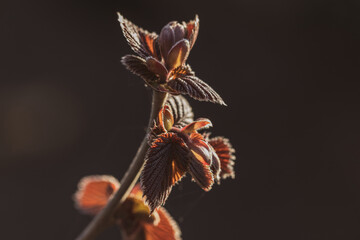Fototapeta na wymiar fresh red hazelnut buds in springtime. Decorative garden plant, young leaves of hazelnut tree.