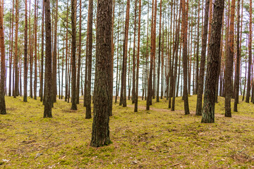 Forest on the Baltic Sea Coast in Early Spring