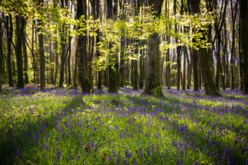 Bluebells in Emo Court, Emo, County laois, Ireland