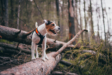 Cute Parson Russell Terrier in Orange Pulling Harness in Nature