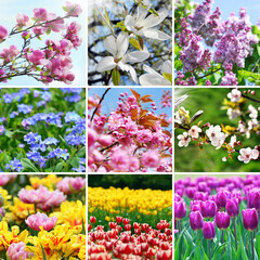 Spring collage with colorful pictures of seasonal blooming flowers