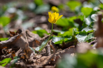 Ficaria verna lesser celandine bright yellow ground flowers in bloom, wild pilewort flowering springtime plants