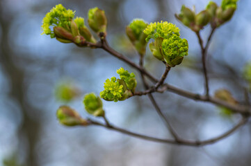 Acer platanoides Norway maple tree branches in bloom, springtime bright color green yellow flowering plant