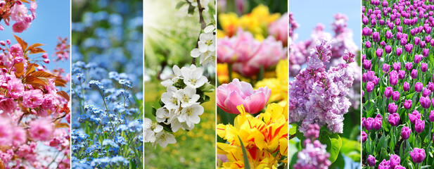 Spring banner with colorful pictures of seasonal blooming flowers