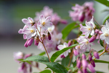 Obraz premium Deutzia gracilis romantic bright white flowering plant, bunch of amazing and beautiful slender flowers on shrub branches