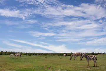 African zebra, in its natural environment, Addo South Africa