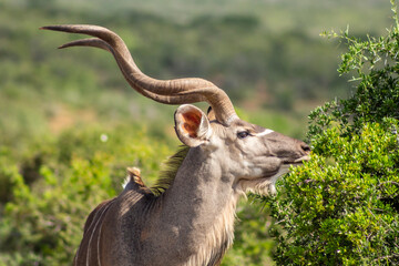 African moose, in its natural environment, Addo South Africa