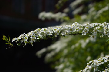 Wie&szlig;e Bl&uuml;ten
