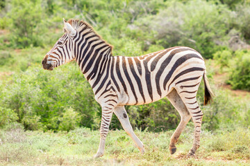 Fototapeta na wymiar African zebra, in its natural environment, Addo South Africa 