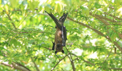 The flying fox (fruit bat) hangs on the branch palm trees