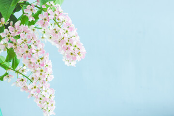 Blossom cherry flowers. Spring flowers on blurred blue background with bokeh