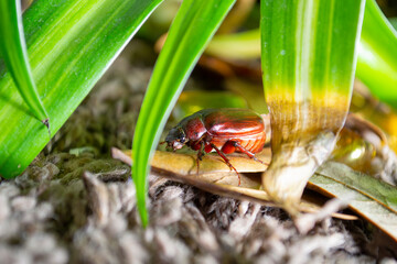 Insecto volador y terrestre. 