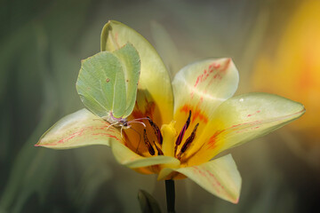 Motylek na tulipanie