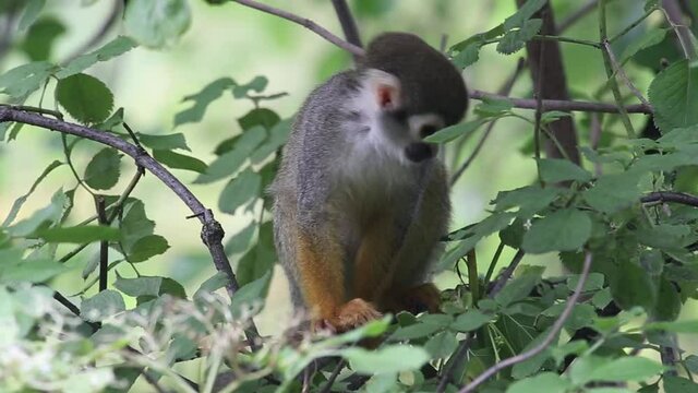 CZECH REP., ZOO PRAHA - JUN 11, 2020: Common squirrel monkey (Saimiri sciureus), Samiri. Czech: Kotul veverovity.